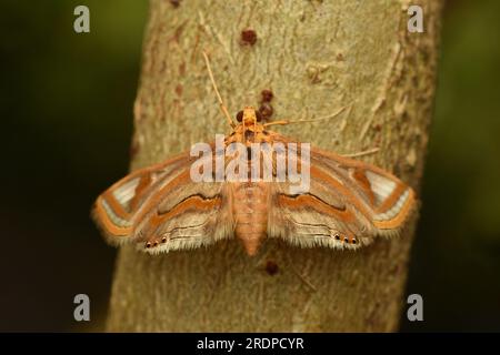 Makrofoto der Gattung Eoophyla Motte. Java, Indonesien. Stockfoto