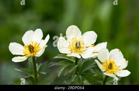 Drei amerikanische Kugelblumen stehen auf einer Waldwiese. Stockfoto