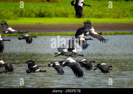 Magpie Gänse, Anseranas semipalmata, wild, im Flug, Hasties Sumpf, Australien. Stockfoto