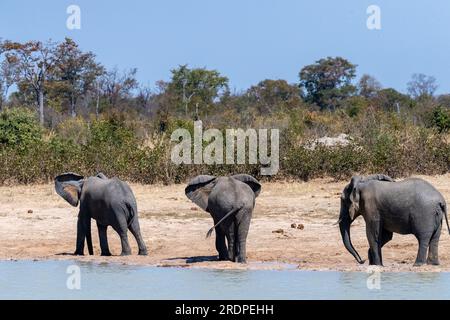 Teleobjektiv erschoss drei afrikanische Elefanten, Loxodonta Africana, die neben einem Wasserloch in Botswana standen Stockfoto