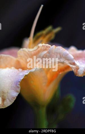 Weiße cremefarbene orangefarbene Lilienblüten wunderschönes Makrobild - Lilienblütenfoto Nahaufnahme mit weichem Fokus Stockfoto