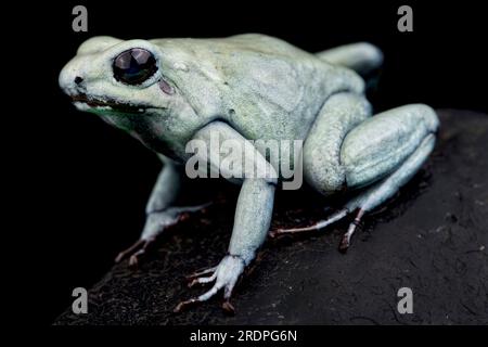 Minzgiftfrosch (Phyllobates terribilis) Stockfoto