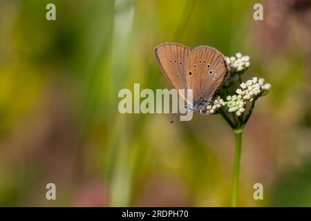 Brauner Schmetterling auf weißer Blume, Dusky Large Blue, Phengaris nausithous Stockfoto