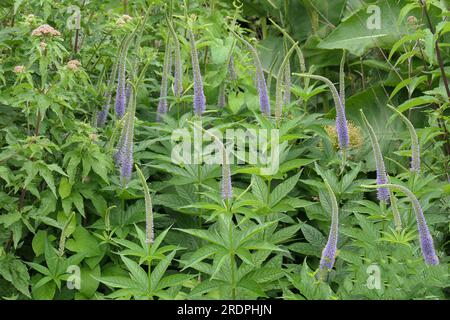 Verengung der lilafarbenen blühenden, mehrjährigen Gartenpflanze Veronicastrum virginicum apollo oder Culver-Wurzel. Stockfoto