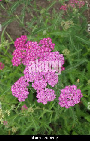 Nahaufnahme der blühenden, mehrjährigen Gartenpflanze mit fein geschnittenem grünen Laub von achillea millefolium cerise Queen oder Yarrow. Stockfoto