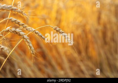 Verschließende Ohren aus goldenem Weizen mit Feld auf Sonnenuntergang als Hintergrund. Foto mit selektivem Fokus Stockfoto
