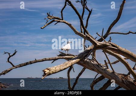 Möwe, Larus Canus, die an einem sonnigen Sommertag auf der Insel Pihlajasaari, Helsinki, Finnland, auf einem Hängebaum sitzt Stockfoto