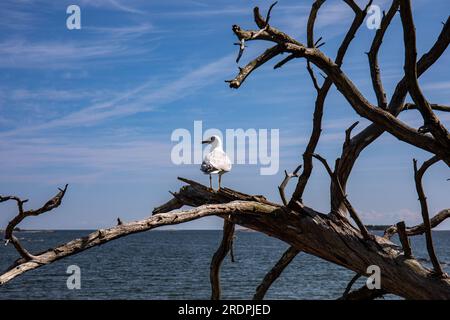 Möwe, Larus canus, die auf einem verwitterten Stachelbaum auf der Insel Pihlajasaari, Helsinki, Finnland sitzt Stockfoto