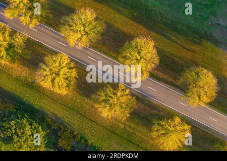 Blick aus der Vogelperspektive auf gelbe Baumwipfel entlang einer ländlichen Straße in Newstead im Zentrum von Victoria, Australien Stockfoto