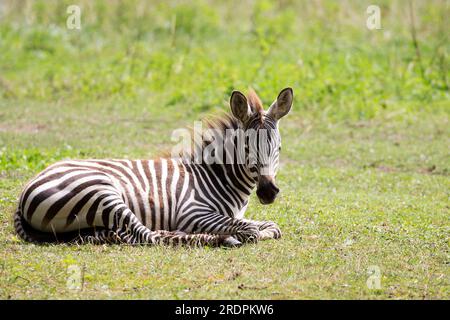 Der junge Zebra ruht auf einer Lichtung in der Wildnis Stockfoto