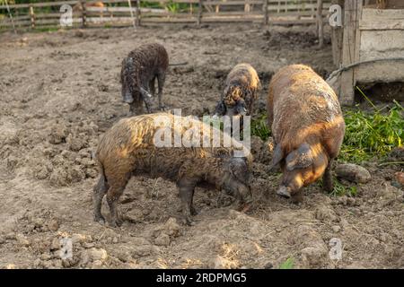 Wollschwein-Mangalica mit lockigem, kraulem Mantel Stockfoto