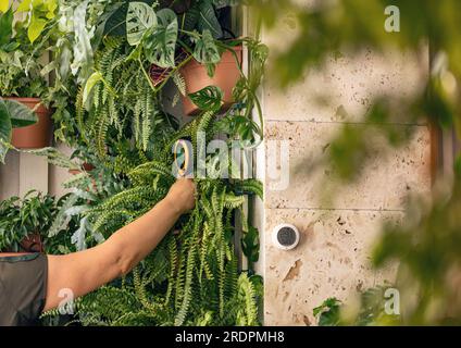 Frau verwendet ein Bodenfeuchtigkeitsmessgerät, um über- und Unterwässerung zu vermeiden. Hauspflanzenpflege Stockfoto