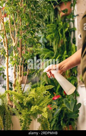 Frau Hand sprühen auf Laub Pflanzen mit einer Sprühflasche bewässern Hauspflanzen Stockfoto