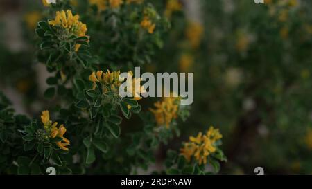 Medicago Arborea Blüte mit Kopierraum Hintergrund, breites Foto Stockfoto