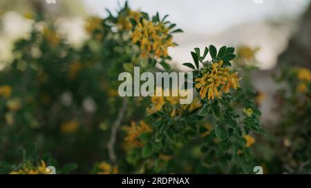 Medicago Arborea Blüte mit Kopierraum Hintergrund, breites Foto Stockfoto