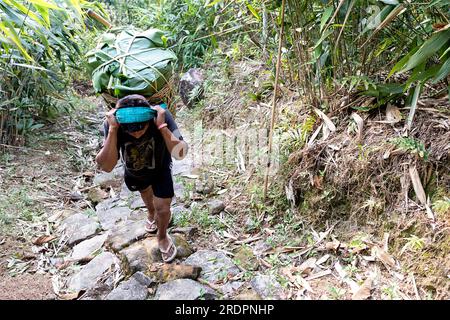 Einheimischer Mann, der schwere Lasten auf traditionellem Weg auf dem Kopf in der Nähe einer zweispurigen lebenden Wurzelbrücke in der Nähe des Dorfes Padu, Meghalaya, Indien, trägt Stockfoto