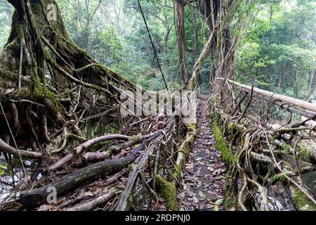 Wunderschöne, zweispurige lebende Wurzelbrücke, hergestellt vom khasi-Stamm im tropischen Regenwald in der Nähe des Dorfes Padu im Nordosten Indiens, Meghalaya Stockfoto