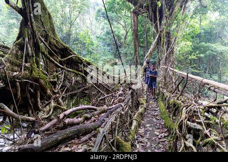 Einheimische Kinder überqueren die spektakuläre zweispurige lebende Wurzelbrücke in der Nähe des Dorfes Padu, Meghalaya, Indien Stockfoto