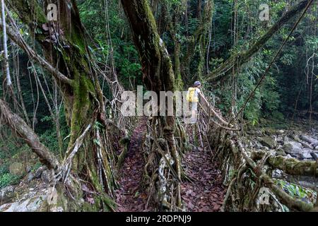 Tourist Wanderer überqueren die zweispurige lebendige Wurzelbrücke des khasi-Stammes in der Nähe des Dorfes Padu im Nordosten Indiens, Meghalaya Stockfoto