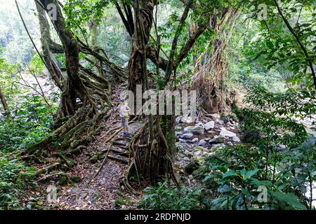 Tourist Wanderer überqueren die zweispurige lebendige Wurzelbrücke des khasi-Stammes in der Nähe des Dorfes Padu im Nordosten Indiens, Meghalaya Stockfoto