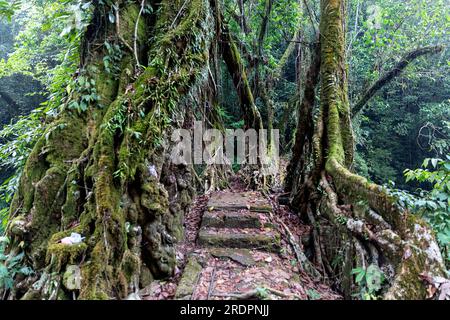 Spektakuläre handgefertigte traditionelle zweispurige lebende Wurzelbrücke in der Nähe des Dorfes Padu, Meghalaya, Indien Stockfoto