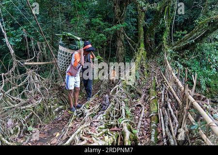 Einheimische Kinder überqueren die spektakuläre zweispurige lebende Wurzelbrücke in der Nähe des Dorfes Padu, Meghalaya, Indien Stockfoto