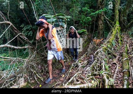 Einheimische Männer, die schwere Lasten auf dem Rücken tragen, überqueren die spektakuläre zweispurige lebende Wurzelbrücke in der Nähe des Dorfes Padu in Meghalaya, Indien Stockfoto