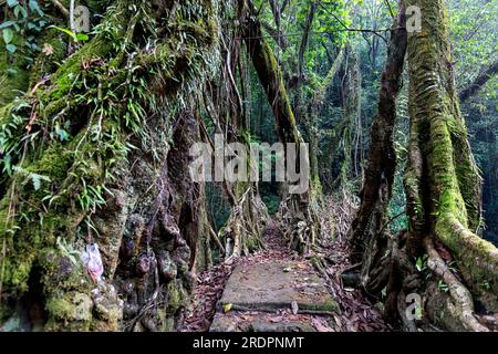 Spektakuläre zweispurige lebende Wurzelbrücke in der Nähe des Dorfes Padu, tief im Canyon, umgeben von tropischen Wäldern, Meghalaya, Indien Stockfoto