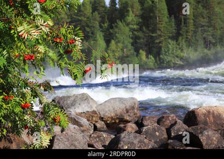 Reife Bergaschebeeren vor dem Sturmforsen in der Schwedischen Pite. Stockfoto