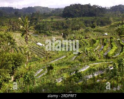 Reisfeldterrassen, in Indonesien auf Bali Stockfoto