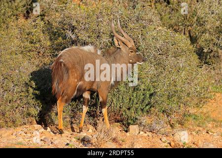 Männliche Nyala-Antilope (Tragelaphus angasii) im natürlichen Lebensraum, Südafrika Stockfoto