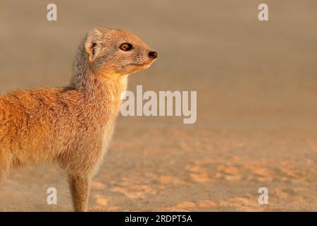 Porträt eines alarmgelben Mungos (Cynictus penicillata), Kalahari-Wüste, Südafrika Stockfoto