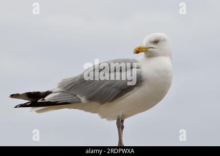 Seagull (larus argentatus) im Flug Lyme Regis Dorset England uk Stockfoto