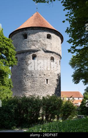 Kiek in de Kök Artillerieturm mit Kanonenkugeln in den Außenwänden. Tallinn, Estland Stockfoto