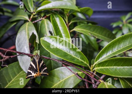 London, Großbritannien. 23. Juli 2023. Die seltene Jersey Moth in den Gärten von South London. Paul Quezada-Neiman/Alamy Live News23 Gutschein: Paul Quezada-Neiman/Alamy Live News Stockfoto