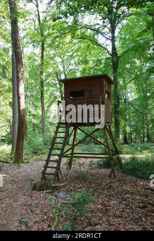 Im Sommer sitzen Jäger im Wald, umgeben von Bäumen. In einem deutschen Wald gesehen Stockfoto