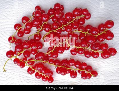 Leckere reife rote Johannisbeeren, die auf einem weißen Papiertuch liegen Stockfoto