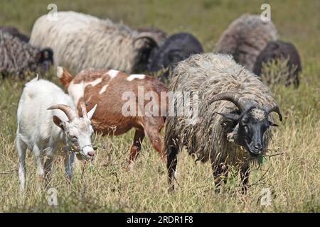 Ein Schafbestand in Verbindung mit Ziegen auf der Heide Lueneburg in Deutschland. Die Schafe gehören zur Rasse Heidschnucke. Die Vegetation ist trocken. es hat nicht rai Stockfoto