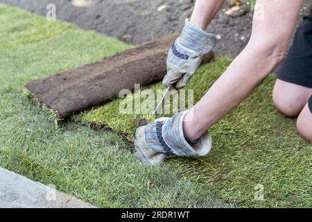 Eine Frau arbeitet in einem kleinen Garten und legt Rollen von neuem Rasen auf vorbereitetem Boden Stockfoto