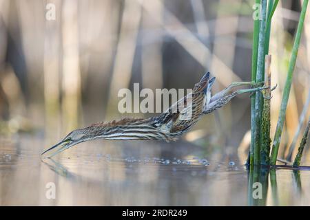 Kleine Bitterkeit Ixobrychus minutus, Jungfische hoch auf Schilf, Angeln, Toledo, Spanien, Juli Stockfoto