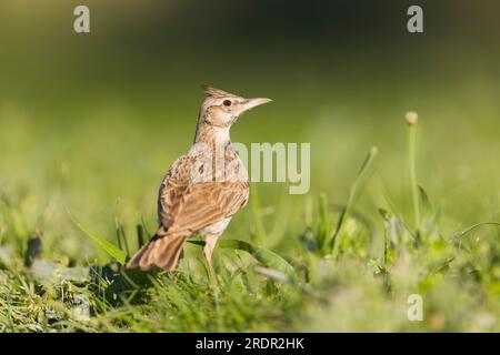 Crested Lerk Galerida cristata, Erwachsener, der auf Gras steht, Toledo, Spanien, Juli Stockfoto