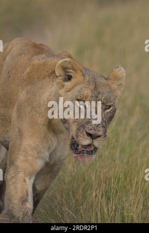 Löwin, die Welpen scheißt, nachdem sie an Büffelmorden teilgenommen hat, Masai Mara, Kenia, Afrika Stockfoto