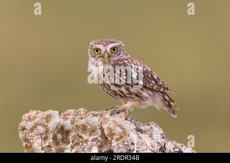 Kleine Eule Athen noctua, Erwachsener auf Stein, Toledo, Spanien, Juli Stockfoto