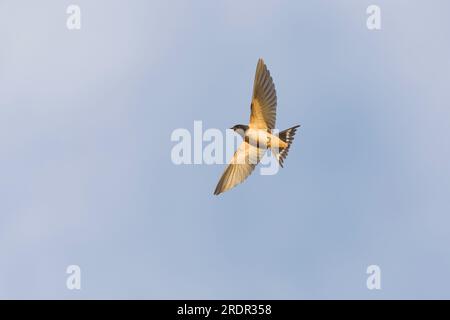 Scheune Swallow Hirundo rustica, Juvenile Flying, Toledo, Spanien, Juli Stockfoto
