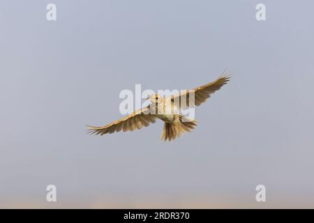 Crested Lark Galerida cristata, fliegend, Toledo, Spanien, Juli Stockfoto