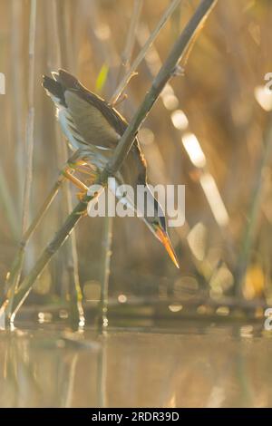 Kleiner Bittervogel Ixobrychus minutus, ausgewachsene Frau auf Schilf, auf Fischjagd, Toledo, Spanien, Juli Stockfoto
