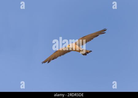 Falco naumanni, männlicher Erwachsener, der fliegt, Toledo, Spanien, Juli Stockfoto