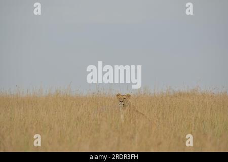 Die Löwin sitzt fast versteckt im Gras und wartet und beobachtet, Masai Mara, Kenia Afrika Stockfoto