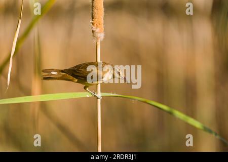 Großer Schilfrohrschrecker Acrocephalus arundinaceus, Erwachsener hoch oben auf Schilf, Toledo, Spanien, Juli Stockfoto