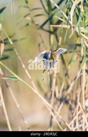 Little Bitter Ixobrychus minutus, Juvenile Flying, Toledo, Spanien, Juli Stockfoto